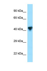 CPO antibody LS-C146369 Western blot of 293T Cell lysate. Antibody concentration 1 ug/ml.