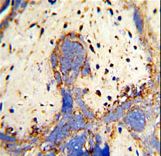 Formalin-fixed and paraffin-embedded human placenta with CPZ Antibody , which was peroxidase-conjugated to the secondary antibody, followed by DAB staining. This data demonstrates the use of this antibody for immunohistochemistry; clinical relevance has not been evaluated.