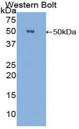 Western blot of recombinant Carboxypeptidase E / CPE.