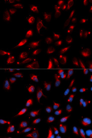 Immunofluorescence analysis of U20S cell using CPE antibody. Blue: DAPI for nuclear staining.