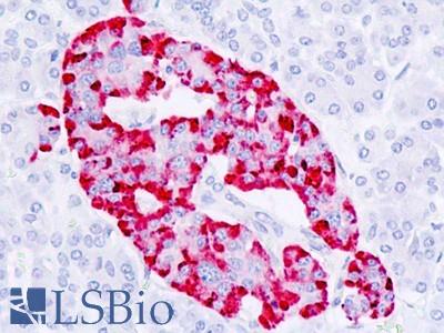 Anti-Carboxypeptidase E / CPE antibody IHC staining of human pancreas, islet. Immunohistochemistry of formalin-fixed, paraffin-embedded tissue after heat-induced antigen retrieval.