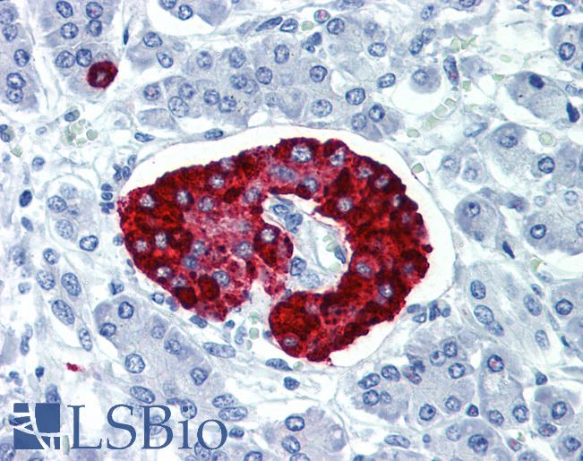 Anti-Carboxypeptidase E / CPE antibody IHC staining of human pancreas. Immunohistochemistry of formalin-fixed, paraffin-embedded tissue after heat-induced antigen retrieval.