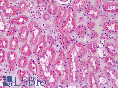 Anti-Cardiolipin Synthase / CRLS1 antibody IHC staining of human kidney. Immunohistochemistry of formalin-fixed, paraffin-embedded tissue after heat-induced antigen retrieval.