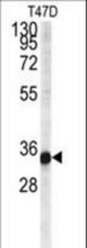 CRLS1 Antibody western blot of T47D cell line lysates (35 ug/lane). The CRLS1 antibody detected the CRLS1 protein (arrow).