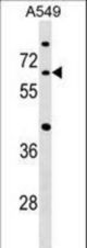 CDC14A Antibody western blot of A549 cell line lysates (35 ug/lane). The CDC14A antibody detected the CDC14A protein (arrow).