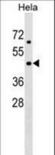 LASS6 Antibody western blot of HeLa cell line lysates (35 ug/lane). The LASS6 antibody detected the LASS6 protein (arrow).