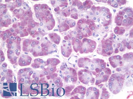 Anti-Ceramide Kinase / CERK antibody IHC staining of human pancreas. Immunohistochemistry of formalin-fixed, paraffin-embedded tissue after heat-induced antigen retrieval. Antibody LS-B9627 dilution 1:50.