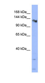 CHERP antibody LS-C110548 Western blot of HT1080 cell lysate.