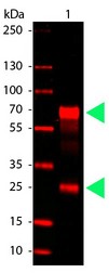 Western Blot: Goat anti-Chicken IgY, H/L Chains Antibody [DyLight 680] - Lane 1: Chicken IgG. Lane 2: none. Load: 50 ug per lane. Primary antibody: none. Secondary antibody: DyLight (TM) 680 chicken secondary antibody at 1:5,000 for 60 min at RT. Block: MB-070 for 30 min RT. Predicted/Observed size: 72 kDa, 28 kDa for Chicken IgG.