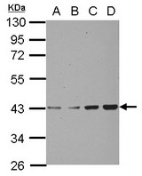 Sample (30 ug of whole cell lysate) A: A549 B: H1299 C: HCT116 D: MCF-7 10% SDS PAGE CHAD antibody diluted at 1:1000