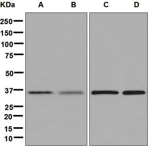 Western blot analysis on (A) Saos-2, (B) PC-3, (C) Jurkat, and (D) K562 cell lysates using anti-CHODL antibody.