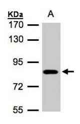 Sample (30 ug of whole cell lysate). A: A431. 7.5% SDS PAGE. ClC-5 / CLCN5 antibody diluted at 1:500