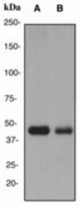 Western blot analysis on (A) 293T treated with Ionomycin and TPA and (B) 293T cell lysates using anti-TRIB3 antibody (LS-C105460), dilution 1:1000.