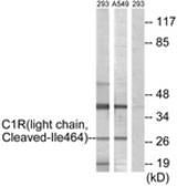 Western blot of extracts from 293/A549 cells, treated with etoposide 25 uM 1h, using LS-B6297. The lane on the right is treated with the synthesized peptide.