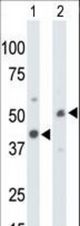 The anti-CKMT1 antibody is used in Western blot to detect CKMT1 in mouse colon tissue lysate (Lane 1) and ZR-75-1 cell lysate (Lane 2).