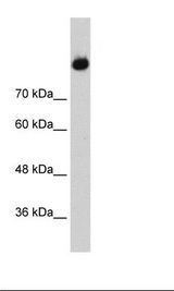 HepG2 Cell Lysate