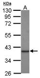 Sample (30 ug of whole cell lysate) A: Jurkat 10% SDS PAGE CKMT1B antibody diluted at 1:1000