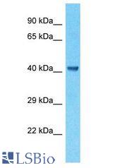 CKMT1B antibody Western Blot of RPMI-8226. Antibody dilution: 1 ug/ml.