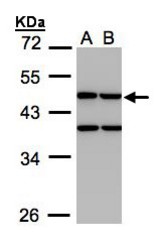 Sample (30 ug whole cell lysate). A: H1299, B: HeLa S3. 10% SDS PAGE. CKMT1B antibody diluted at 1:1000