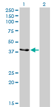 Western Blot analysis of CKMT1B expression in transfected 293T cell line by CKMT1B monoclonal antibody (M04), clone 2C8.Lane 1: CKMT1B transfected lysate(47 KDa).Lane 2: Non-transfected lysate.