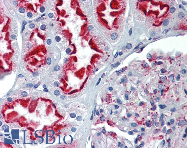 Anti-Complement C7 antibody IHC staining of human kidney. Immunohistochemistry of formalin-fixed, paraffin-embedded tissue after heat-induced antigen retrieval.