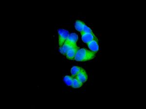 Immunofluorescent staining of HepG2 cells using anti-C7 antibody.