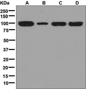 Western blot analysis on (A) HepG2, (B) Ramos, (C) K562, and (D) HUVEC cell lysates using anti-C7 antibody.