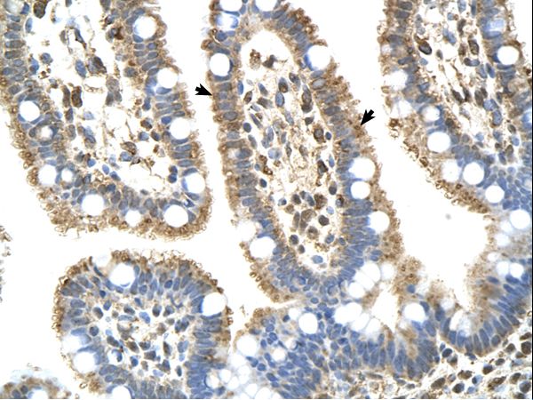 C8B antibody LS-C80646 was used in IHC to stain formalin-fixed, paraffin-embedded human intestine.
