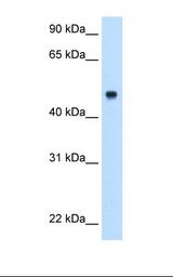 Fetal liver cell lysate. Antibody concentration: 0.5 ug/ml. Gel concentration: 12%.