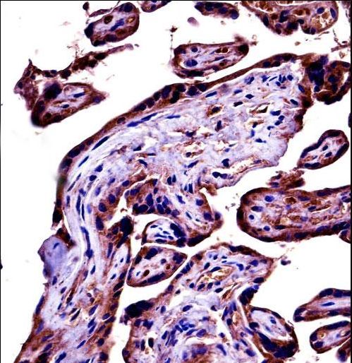 C9 Antibody immunohistochemistry of formalin-fixed and paraffin-embedded human placenta tissue followed by peroxidase-conjugated secondary antibody and DAB staining.