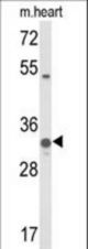 Western blot of COQ5 Antibody in mouse heart tissue lysates (35 ug/lane). COQ5 (arrow) was detected using the purified antibody.