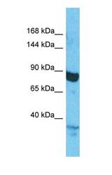 Western blot of CORO7 Antibody with human HepG2 Whole Cell lysate.