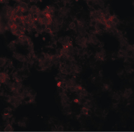 Immunofluorescence of Coronin 7 in rat lung tissue with Coronin 7 antibody at 20 ug/ml.