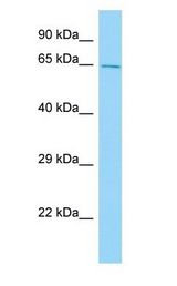CPNE2 antibody Western Blot of Mouse Stomach.
