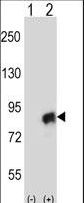 Western blot of CUL4A (arrow) using rabbit polyclonal CUL4A Antibody. 293 cell lysates (2 ug/lane) either nontransfected (Lane 1) or transiently transfected (Lane 2) with the CUL4A gene.