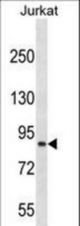 CUL4A Antibody western blot of Jurkat cell line lysates (35 ug/lane). The CUL4A antibody detected the CUL4A protein (arrow).