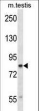 CUL4A Antibody western blot of mouse testis tissue lysates (35 ug/lane). The CUL4A antibody detected the CUL4A protein (arrow).