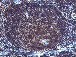 IHC of paraffin-embedded Human tonsil using anti-CST2 mouse monoclonal antibody.