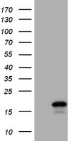 HEK293T cells were transfected with the pCMV6-ENTRY control (Left lane) or pCMV6-ENTRY CST2 (Right lane) cDNA for 48 hrs and lysed. Equivalent amounts of cell lysates (5 ug per lane) were separated by SDS-PAGE and immunoblotted with anti-CST2.
