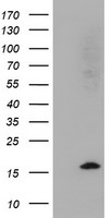 HEK293T cells were transfected with the pCMV6-ENTRY control (Left lane) or pCMV6-ENTRY CST2 (Right lane) cDNA for 48 hrs and lysed. Equivalent amounts of cell lysates (5 ug per lane) were separated by SDS-PAGE and immunoblotted with anti-CST2.