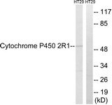 Western blot of extracts from HT29 cells, using Cytochrome P450 2R1 Antibody. The lane on the right is treated with the synthesized peptide.