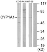 Western blot of extracts from COS7/RAW264.7/HT-29 cells, using Cytochrome P450 1A1/2 Antibody. The lane on the right is treated with the synthesized peptide.