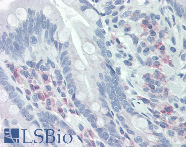Anti-CKS1B / CKS1 antibody IHC of human small intestine. Immunohistochemistry of formalin-fixed, paraffin-embedded tissue after heat-induced antigen retrieval. Antibody LS-B2315 concentration 5 ug/ml.
