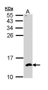 Sample (30 ug of whole cell lysate). A: Hep G2 . 15% SDS PAGE. CKS2 antibody diluted at 1:500.