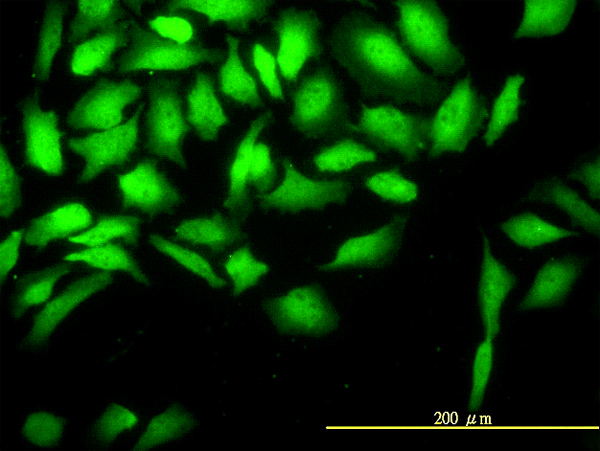 Immunofluorescence of monoclonal antibody to CKS2 on HeLa cell. [antibody concentration 10 ug/ml]