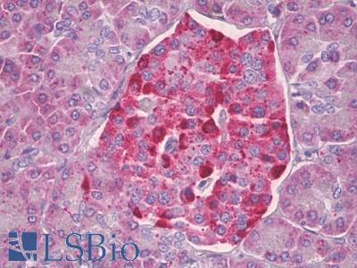 Anti-CKS2 antibody IHC of human pancreas. Immunohistochemistry of formalin-fixed, paraffin-embedded tissue after heat-induced antigen retrieval. Antibody LS-B7054 concentration 10 ug/ml.