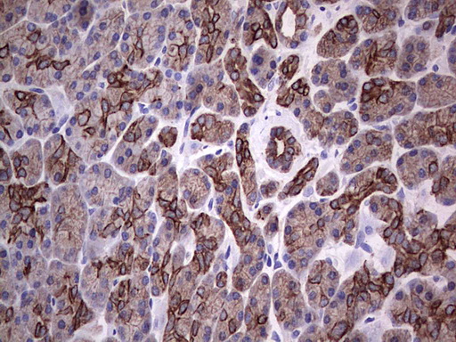IHC of paraffin-embedded Human pancreas tissue using anti-Acidic CK rat monoclonal antibody.