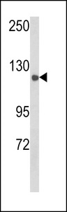 Western blot of CLASP2 Antibody (Y1019) in mouse spleen tissue lysates (35 ug/lane). CLASP2 (arrow) was detected using the purified antibody.