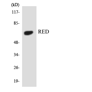 Western blot of the lysates from 293 cells using RED antibody.