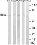 Western blot of extracts from HepG2/MCF-7/COLO/HeLa cells, using RED Antibody. The lane on the right is treated with the synthesized peptide.